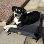 Photo of All Dogs Unleashed Colorado Springs
