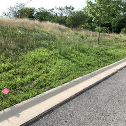 Crabgrass everywhere Crabgrass everywhere