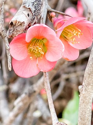 Clark Gardens by null