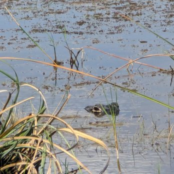 Sawgrass Recreation Park - First gator sighting. - Parks Near Me - Weston, Florida