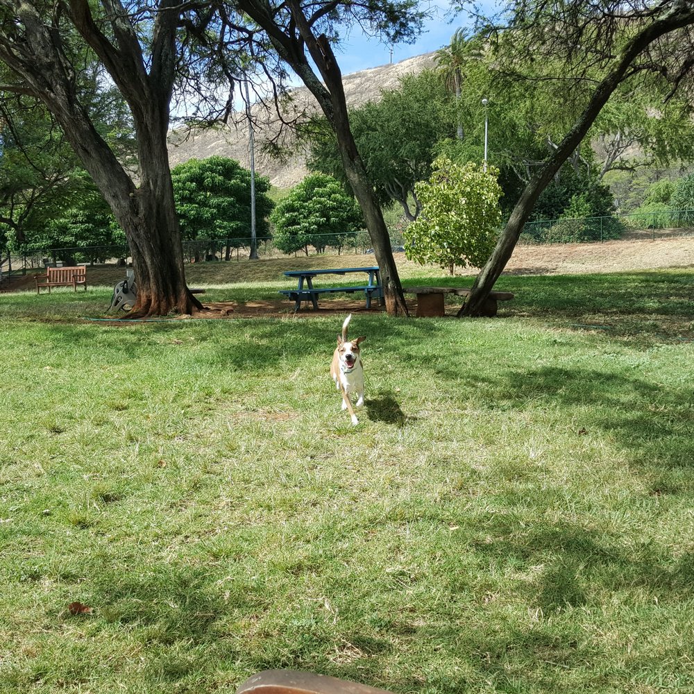 Diamond Head Bark Park - Look how happy he is!!! - Dog Parks Near Me - Honolulu, Hawaii Diamond Head Bark Park - Look how happy he is!!! - Dog Parks Near Me - Honolulu, Hawaii