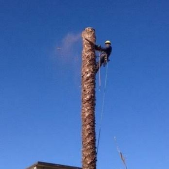 Alberto's Landscape Services - Removing dead palm. - Landscaping Near Me