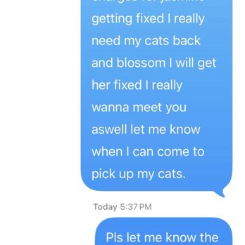 Hi Kitty Kitty - Pet Adoption Near Me - Chicago, Illinois