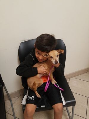 affordable care animal hospital