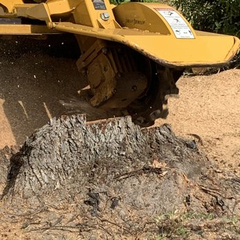 A&M Tree Trimming - Tree Services Near Me - Port Charlotte, Florida A&M Tree Trimming - Tree Services Near Me - Port Charlotte, Florida