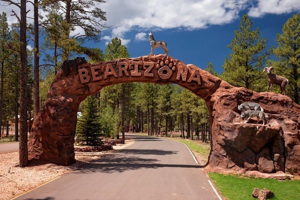 Drive-Thru - Bearizona invites guests to drive into the largest ponderosa pine forest and witness animals in natural habitats – all from their own private vehicle or motor coach. Drive through as many times as you would like before leaving the park. There is no re-entry once you exit the park.
Drive through the Arizona wilderness viewing our varied collection of North American animals from the comfort and safety of your own vehicle. Get up close to these otherwise elusive animals during our three-mile drive at your own pace. Drive-Thru - Bearizona invites guests to drive into the largest ponderosa pine forest and witness animals in natural habitats – all from their own private vehicle or motor coach. Drive through as many times as you would like before leaving the park. There is no re-entry once you exit the park.
Drive through the Arizona wilderness viewing our varied collection of North American animals from the comfort and safety of your own vehicle. Get up close to these otherwise elusive animals during our three-mile drive at your own pace.