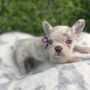 Photo of Yoda Frenchie Fur Me