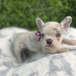 Yoda Frenchie Fur Me - Mía