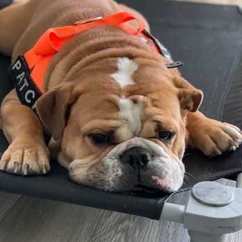 No Bull Rehab - Sweet, calm Patch - Pet Training Near Me