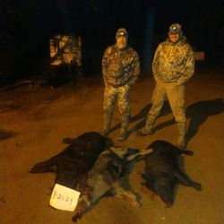 Oxferd Outfitter - Hog hunt