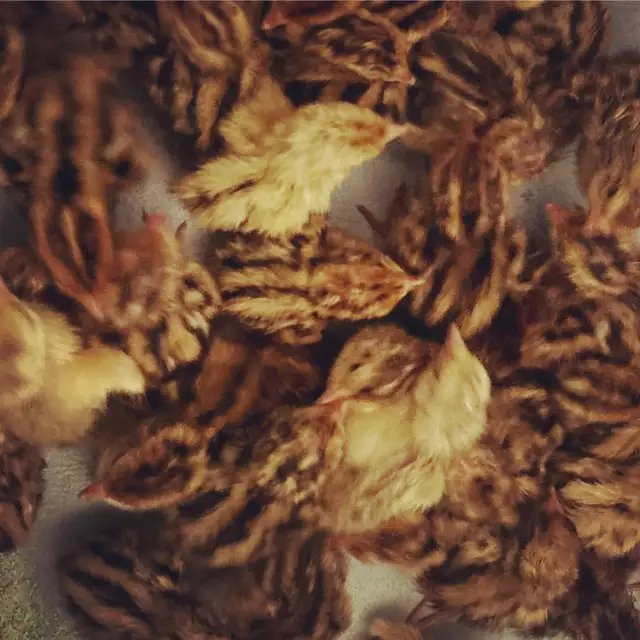 QUAILITY FARMS Updated September 2024 1547 Elliott Road