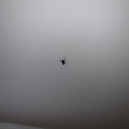 Roach