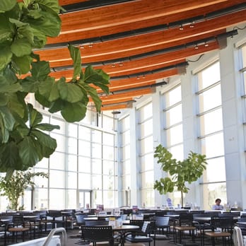 Greenleaf Interior Plant Solutions - Large specimen trees at UCSD dining hall - Interior Design Near Me - San Diego, California Greenleaf Interior Plant Solutions - Large specimen trees at UCSD dining hall - Interior Design Near Me - San Diego, California