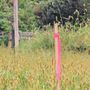 Rod Norton Land Surveying