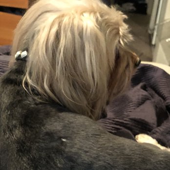 Tempe Dogs 24/7 - Pet Groomers Near Me - Tempe, Arizona