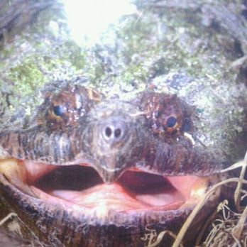 Lake Lotus Park - Snapper Turtle. - Parks Near Me - Altamonte Springs, Florida