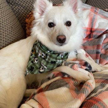 PetSmart - Miska after getting groomed. - Pet Training Near Me - Lansing, Michigan PetSmart - Miska after getting groomed. - Pet Training Near Me - Lansing, Michigan