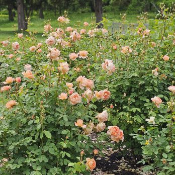 Deep Cut Gardens - Carding Mill rose - Botanical Gardens Near Me - Middletown, New Jersey