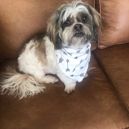 Mr. Marles Barkley feeling fresh after his spa day Mr. Marles Barkley feeling fresh after his spa day