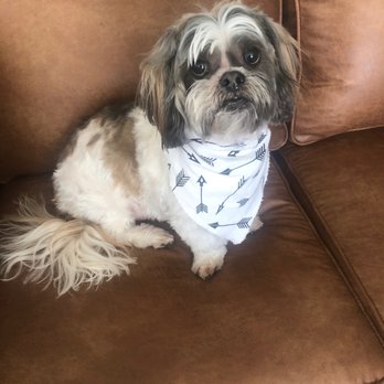 Nashville Pet Spa - Mr. Marles Barkley feeling fresh after his spa day - Pet Groomers Near Me - Mt. Juliet, Tennessee Nashville Pet Spa - Mr. Marles Barkley feeling fresh after his spa day - Pet Groomers Near Me - Mt. Juliet, Tennessee