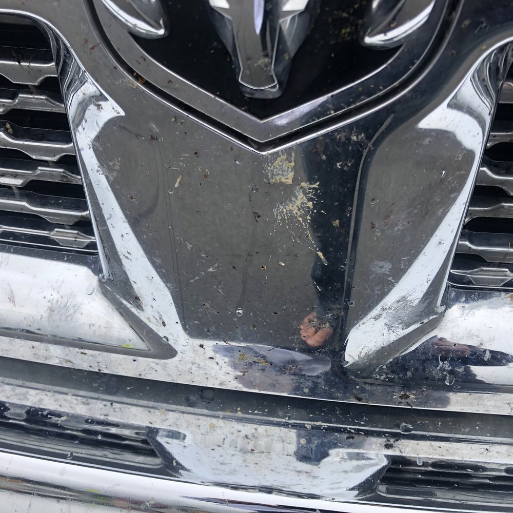 Brown Bear Car Wash - Bugs - Car Wash Near Me - Poulsbo, Washington