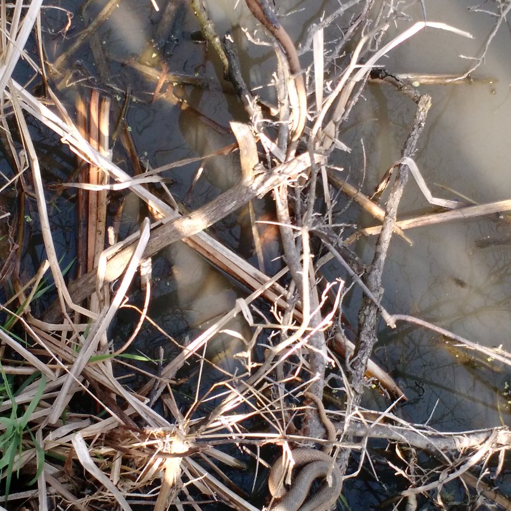 Plum Creek Nature Center - Can you spot all the snakes? - Hiking Near Me - Beecher, Illinois Plum Creek Nature Center - Can you spot all the snakes? - Hiking Near Me - Beecher, Illinois