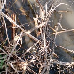 Plum Creek Nature Center - Can you spot all the snakes?