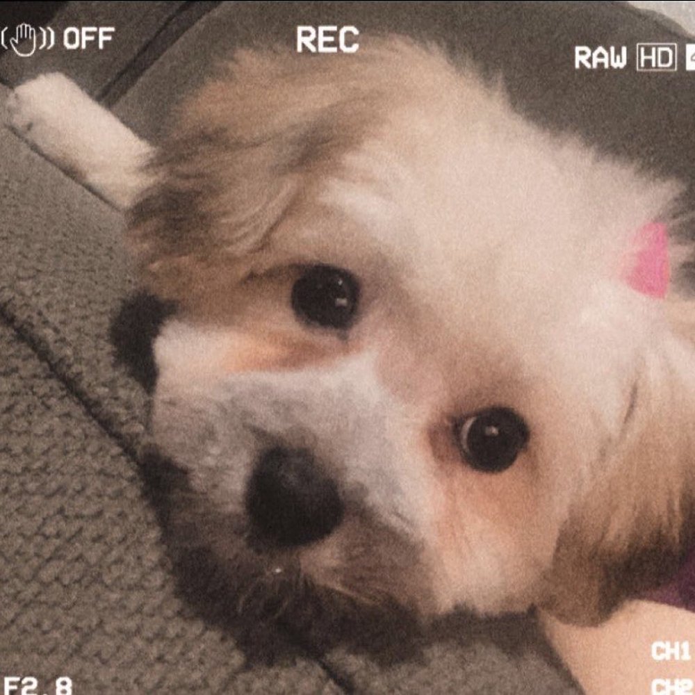Posh Paws Pet Salon - Pet Groomers Near Me - Modesto, California