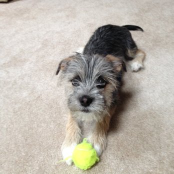 Leave It To Shoo! - Pet Sitting Near Me - Vancouver, Washington Leave It To Shoo! - Pet Sitting Near Me - Vancouver, Washington