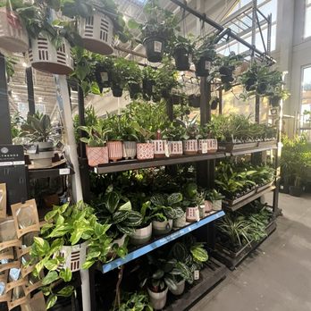 Lowe's Home Improvement - Inside - Indoor Plants - Hardware Stores Near Me - Las Vegas, Nevada Lowe's Home Improvement - Inside - Indoor Plants - Hardware Stores Near Me - Las Vegas, Nevada