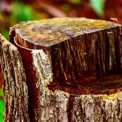 LandTeck Tree Service