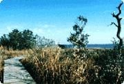 Carolina Beach State Park by null