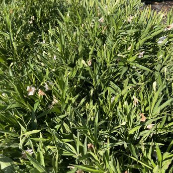 Dixon Nursery - White Ruella - Nurseries & Gardening Near Me - Miami, Florida Dixon Nursery - White Ruella - Nurseries & Gardening Near Me - Miami, Florida