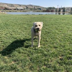 Rock Springs Dog Park - Showing off his ball.