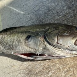 Don's Dock Seafood Market - Gag Grouper