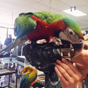Omar's Exotic Birds - Pet Sitting Near Me - Lake Forest, California