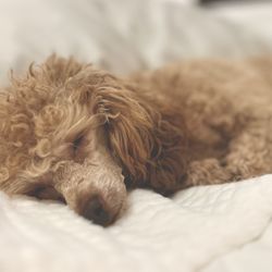 Scarlet's Fancy Poodles - Snuggled on his heating pad. This little boy loves a warm place to sleep!