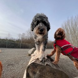 Strut The Pup