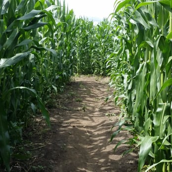 Great Vermont Corn Maze - Get used to seeing this. Where in the world am I? - Attraction Farms Near Me - Danville, Vermont