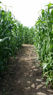 Great Vermont Corn Maze by null