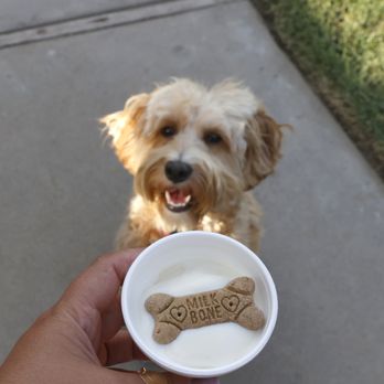 Yogurt Mill - a dog looking up at the camera - Ice Cream & Frozen Yogurt Near Me - Turlock, California Yogurt Mill - a dog looking up at the camera - Ice Cream & Frozen Yogurt Near Me - Turlock, California