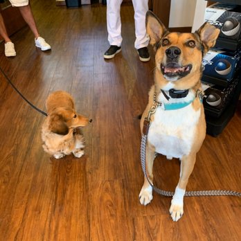 Performance K9 Training - Pet Training Near Me - Bonsall, California Performance K9 Training - Pet Training Near Me - Bonsall, California