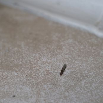 Rohcs Property Management - Termite - Property Management Near Me Rohcs Property Management - Termite - Property Management Near Me