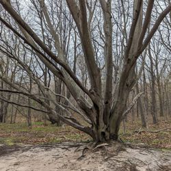 Arcadia Dunes Nature Preserve