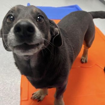 Flying High Pet Resort - Pet Groomers Near Me - Camarillo, California