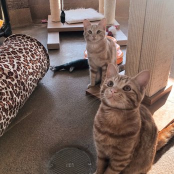 PAWS of Coronado - At the shelter; Bentley is the one one on the right, with Gracie in the back. - Animal Shelters Near Me - Coronado, California