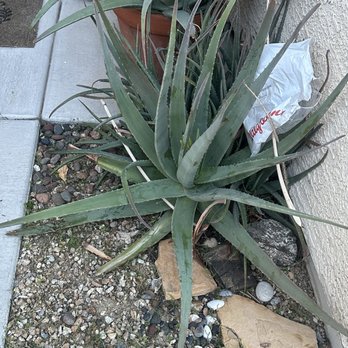 Marquez Landscaping - Trash and dead plants left in plant - Landscaping Near Me