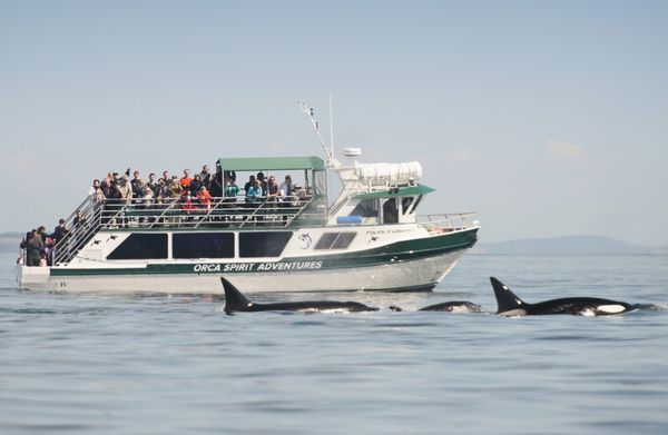 Orca Spirit Adventures Whale Watching by null