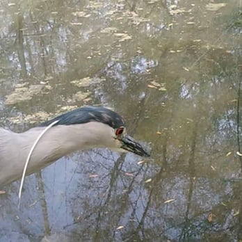 Brookgreen Gardens - Bout to eat this snake - Museums Near Me - Murrells Inlet, South Carolina