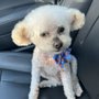 Photo of Dog Gone Cute Grooming